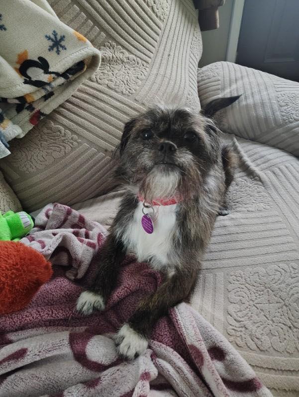 Enlarge Tony, a ADOPTABLE mixed breed in Derby, NY image 3/3