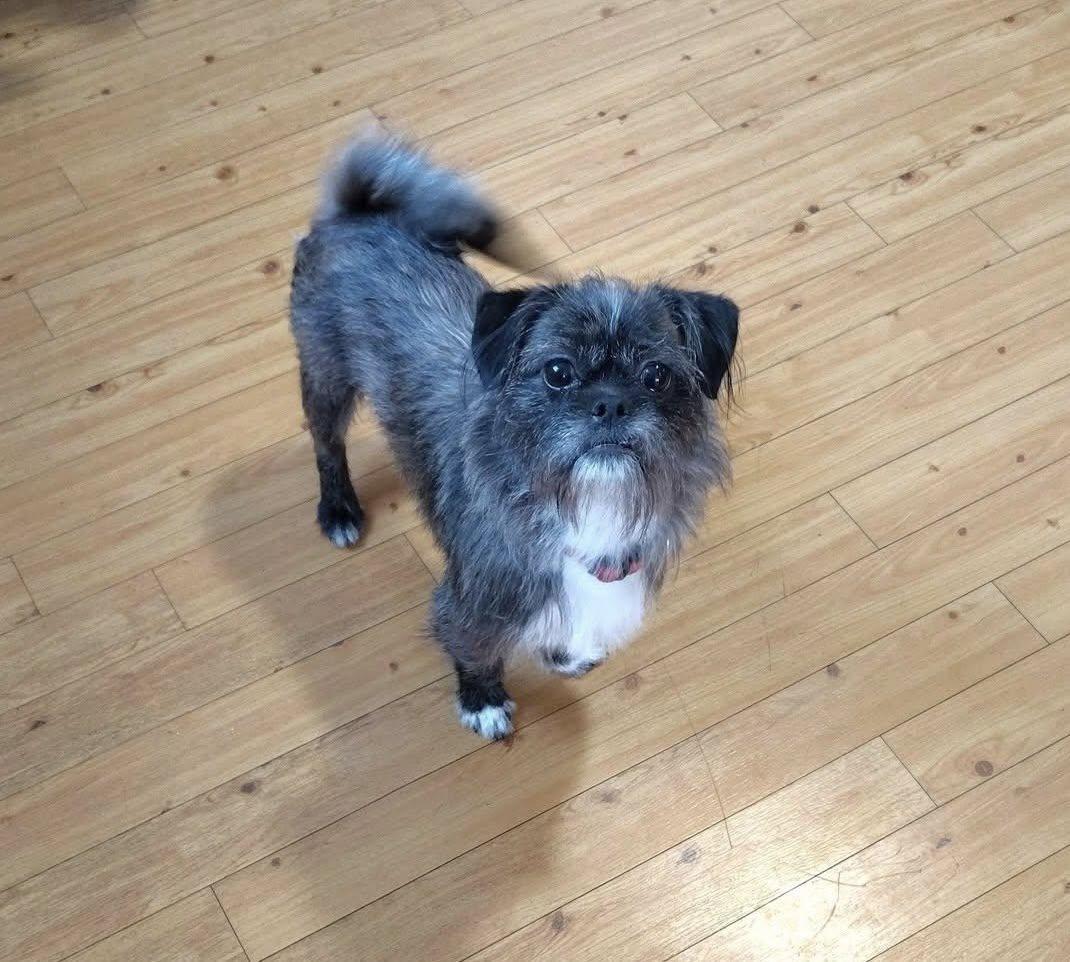 Tony, ADOPTABLE, Adult Male Brussels Griffon & Shih Tzu.