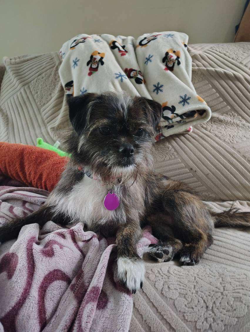 Enlarge Tony, a ADOPTABLE mixed breed in Derby, NY image 2/3