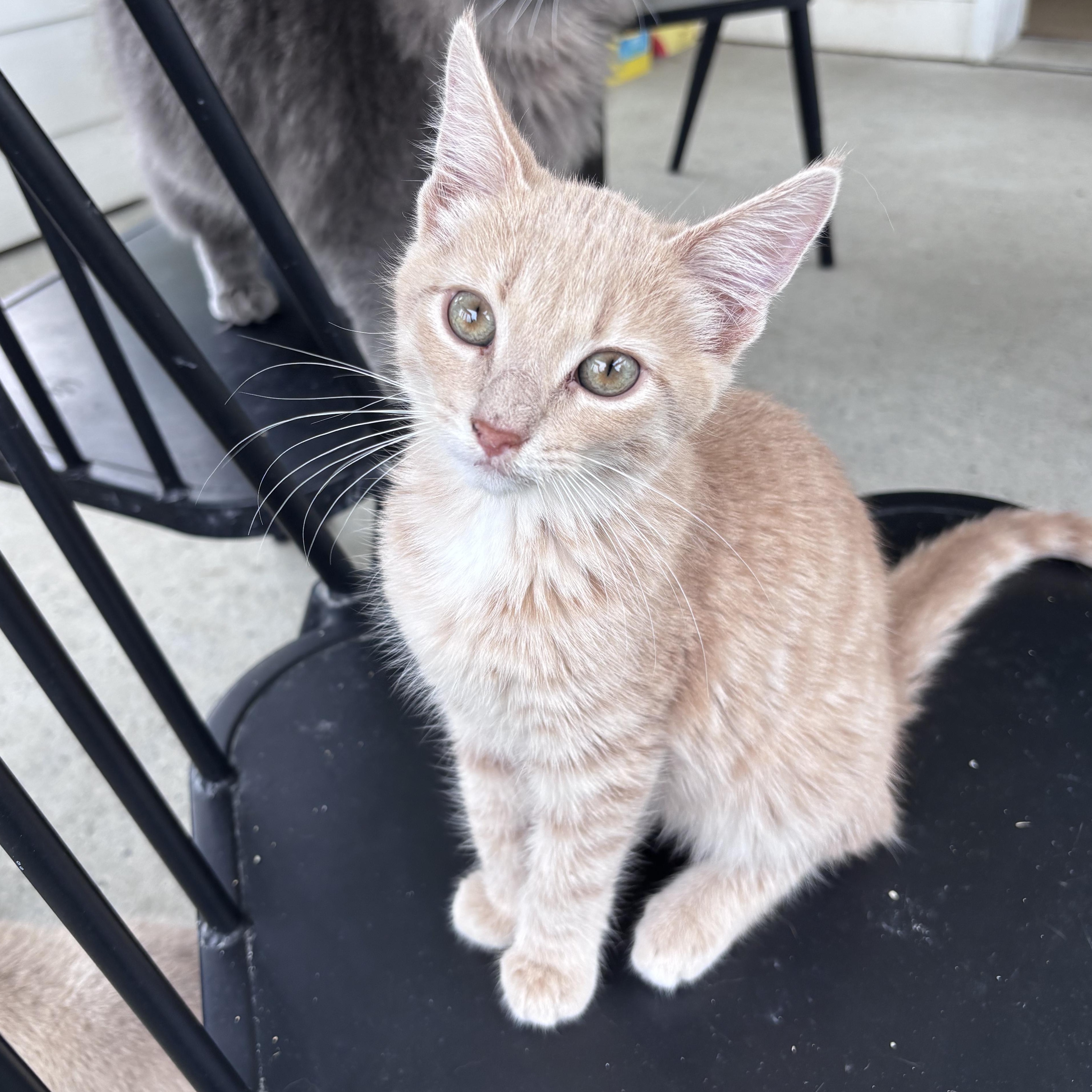 Enlarge Scottie, a Adopted Domestic Short Hair in Franklin, IN image 1/1