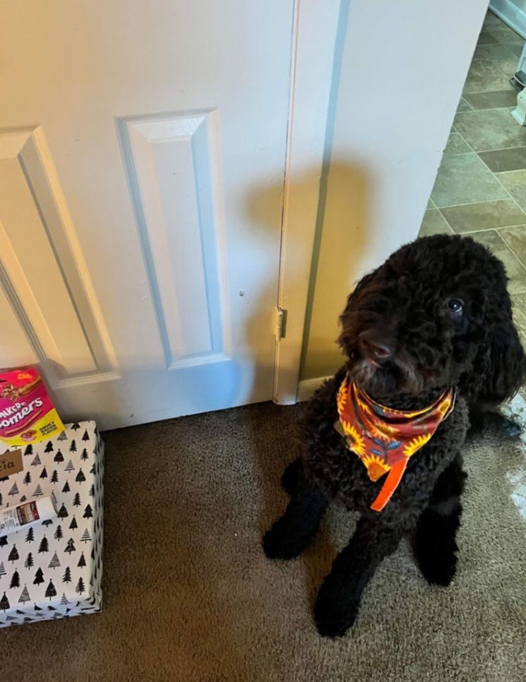 Dog for adoption Luna and Leah (must read discrimination), a