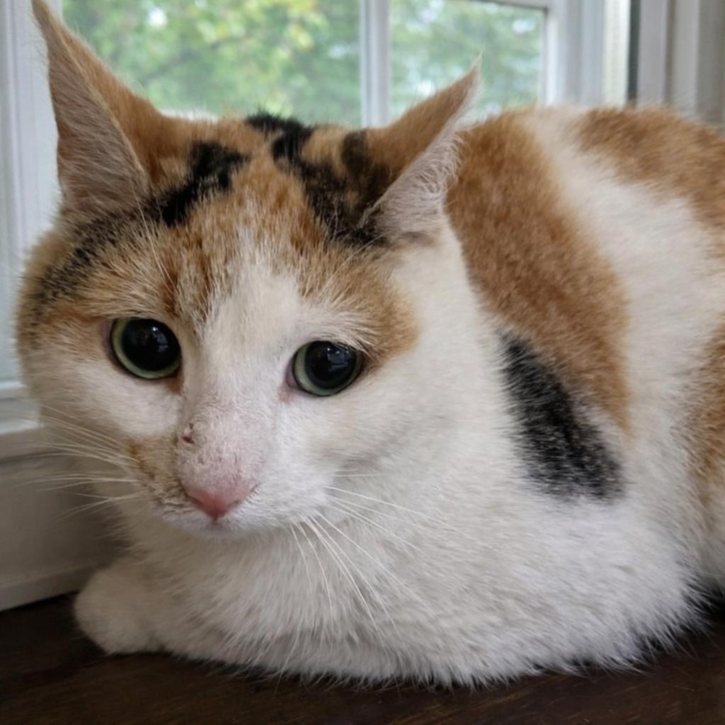 Enlarge Amaretto, a Adoptable Domestic Short Hair in Quakertown, PA image 1/1
