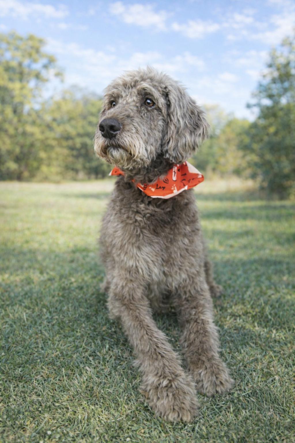 Bernie, a ADOPTABLE Labradoodle in Monroe, NC image 3/4