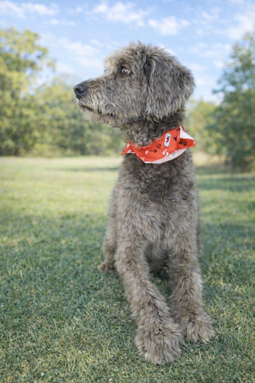 Bernie, a ADOPTABLE Labradoodle in Monroe, NC image 4/4