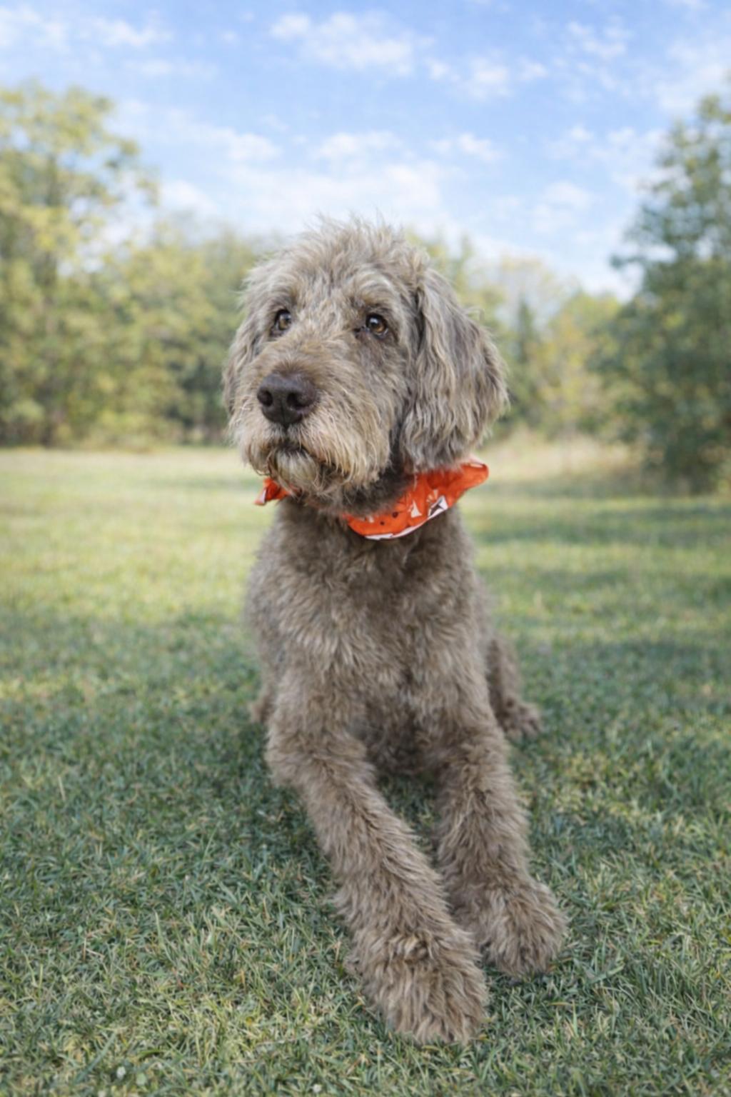 Bernie, a ADOPTABLE Labradoodle in Monroe, NC image 2/4