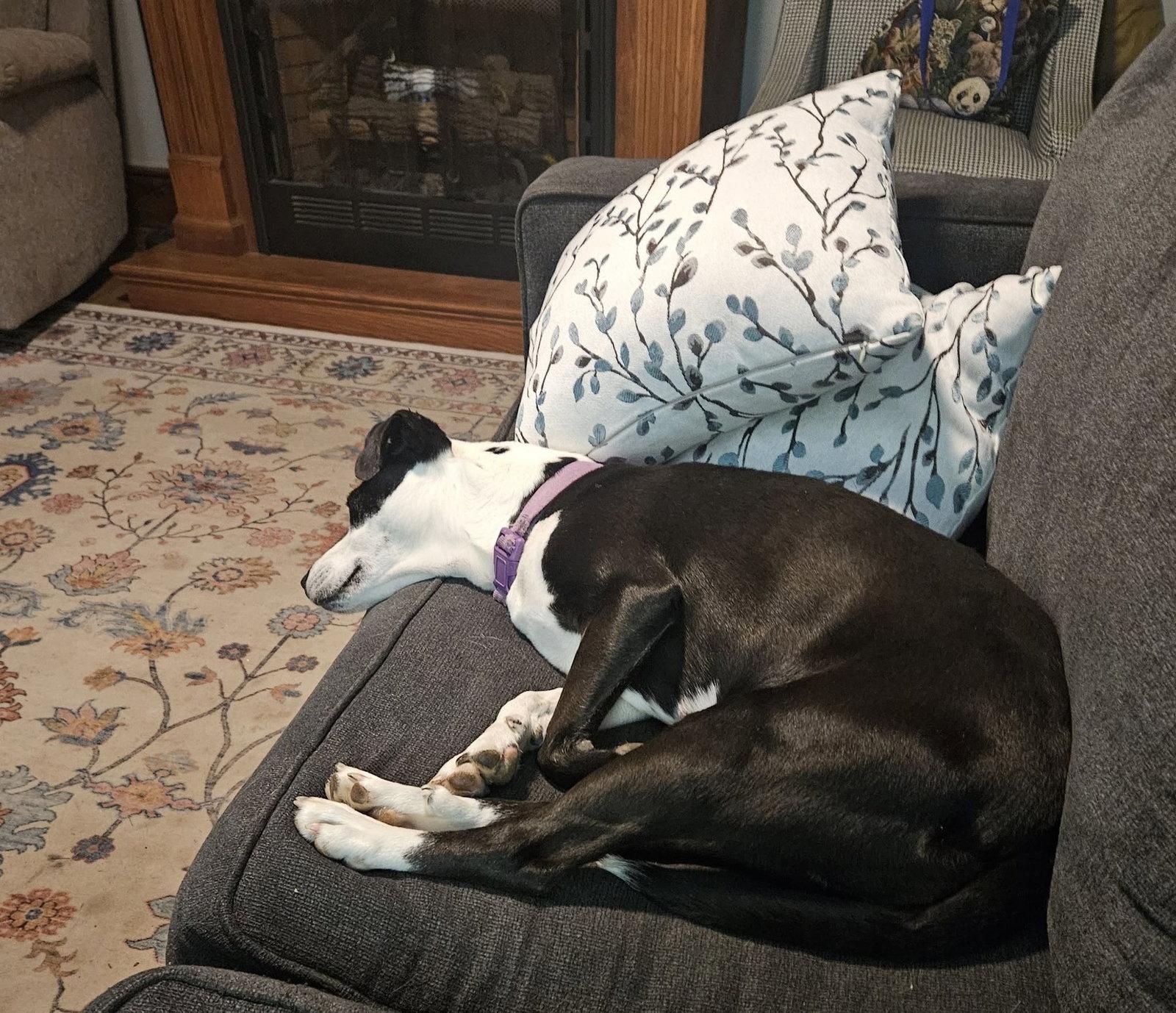 Mercedes (1yo, 45lbs), Adoptable, Adult Female Hound.