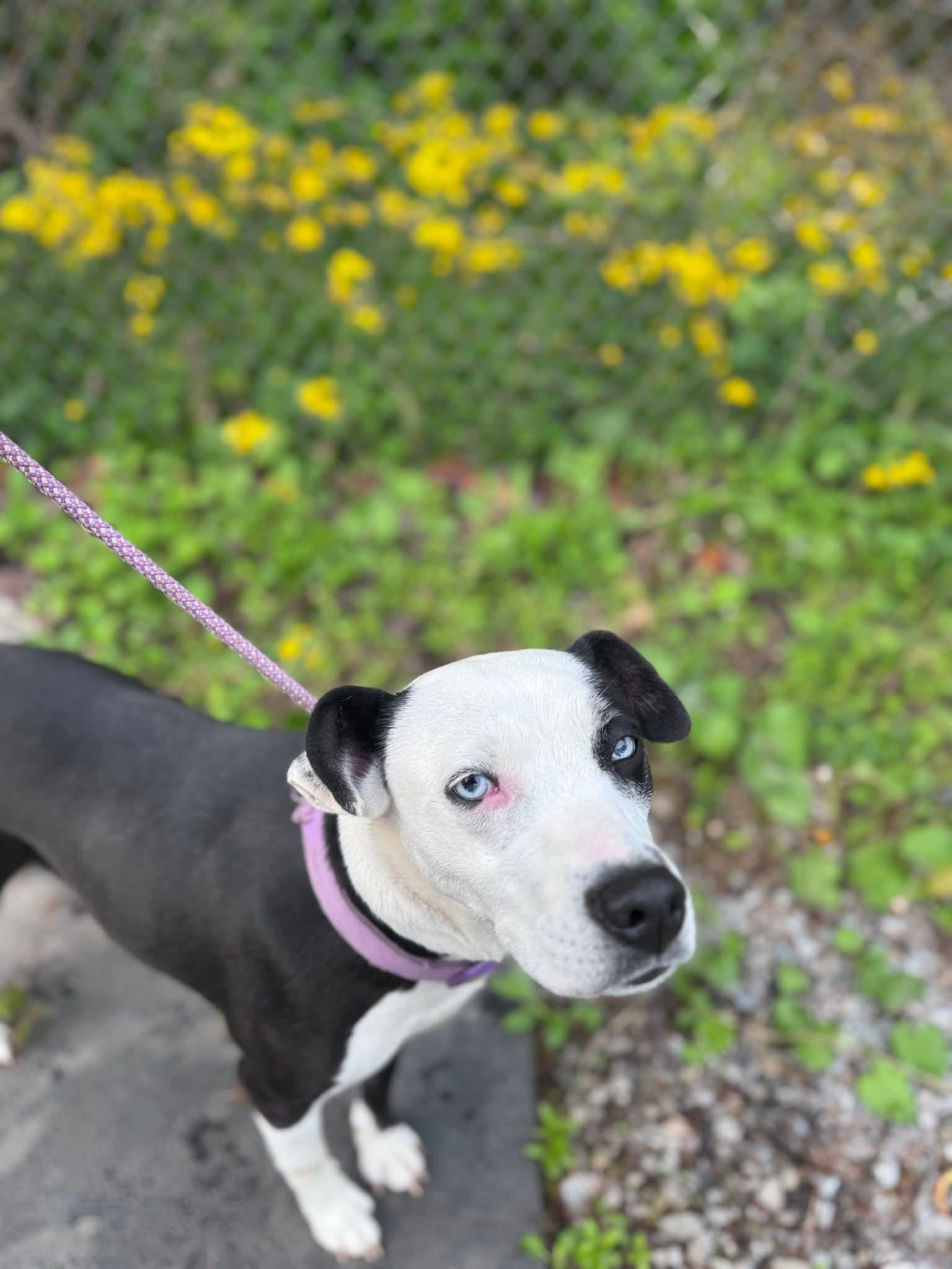 Enlarge Mercedes (1yo, 45lbs), a Adoptable Hound in Hinton, WV image 1/3