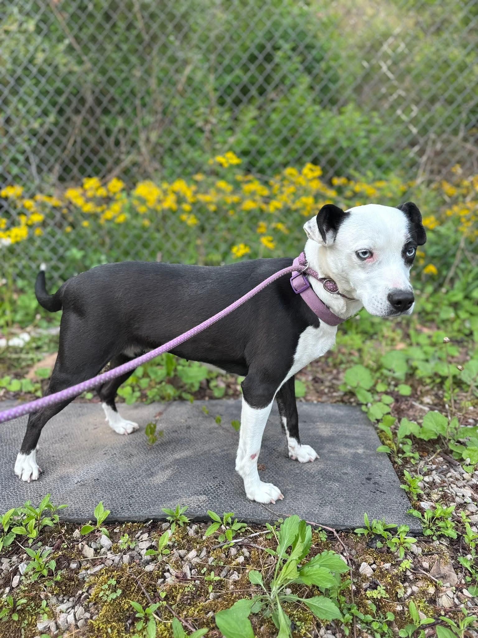 Enlarge Mercedes (1yo, 45lbs), a Adoptable Hound in Hinton, WV image 2/3