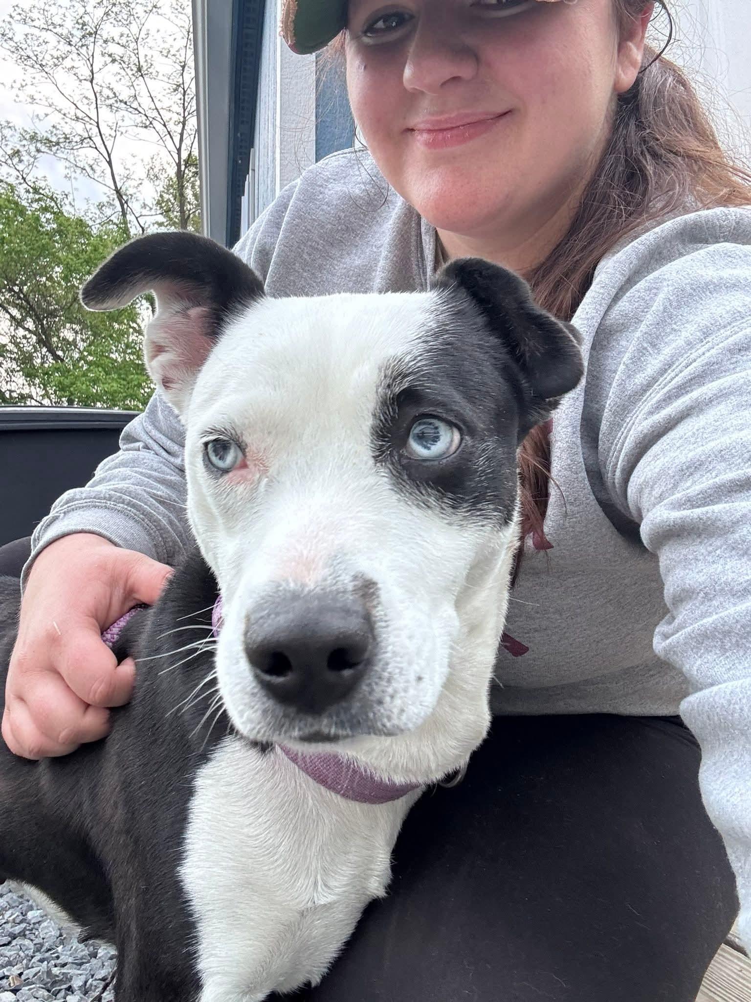 Enlarge Mercedes (1yo, 45lbs), a Adoptable Hound in Hinton, WV image 3/3