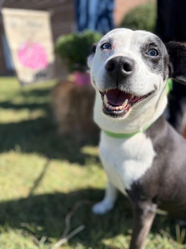 Enlarge Mercedes (1yo, 45lbs), a Adoptable Hound in Hinton, WV image 2/3