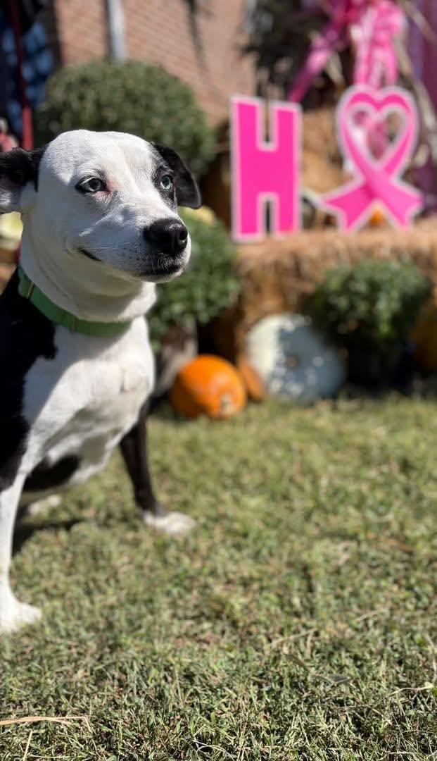 Enlarge Mercedes (1yo, 45lbs), a Adoptable Hound in Hinton, WV image 3/3