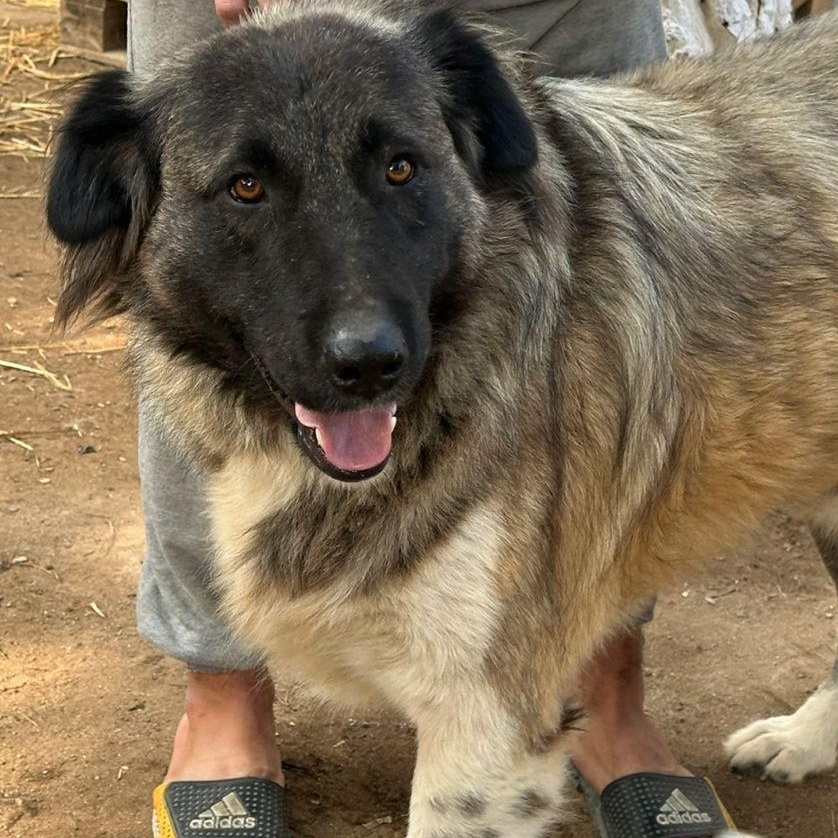 BARIN, adoptable, Adult Male Anatolian Shepherd & Caucasian Sheepdog / Caucasian Ovtcharka.