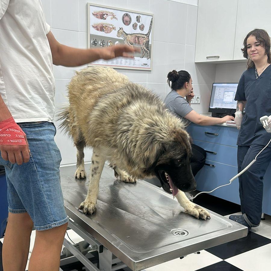 Enlarge BARIN, an adoptable mixed breed in New York, NY image 2/5