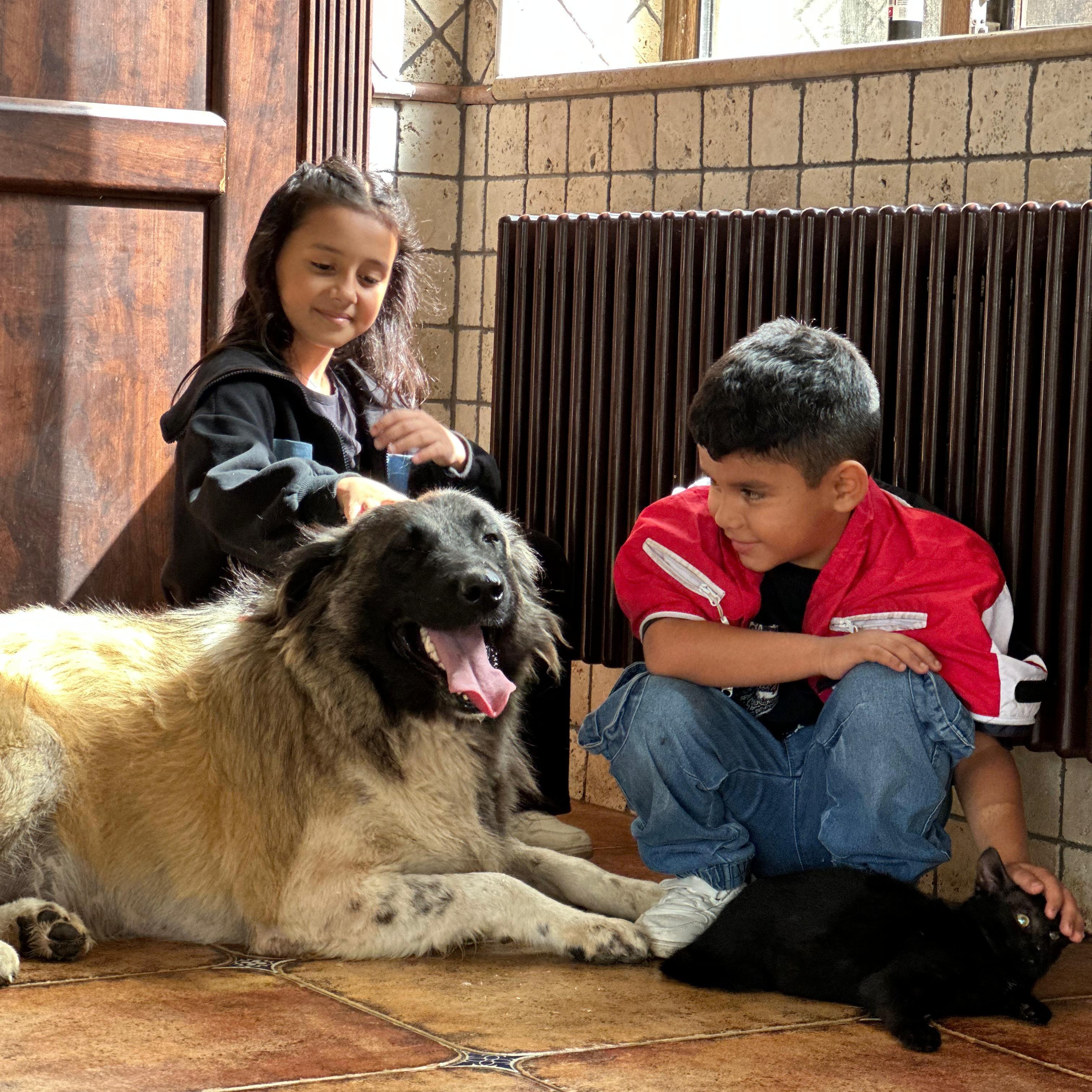 Enlarge BARIN, an adoptable mixed breed in New York, NY image 3/5