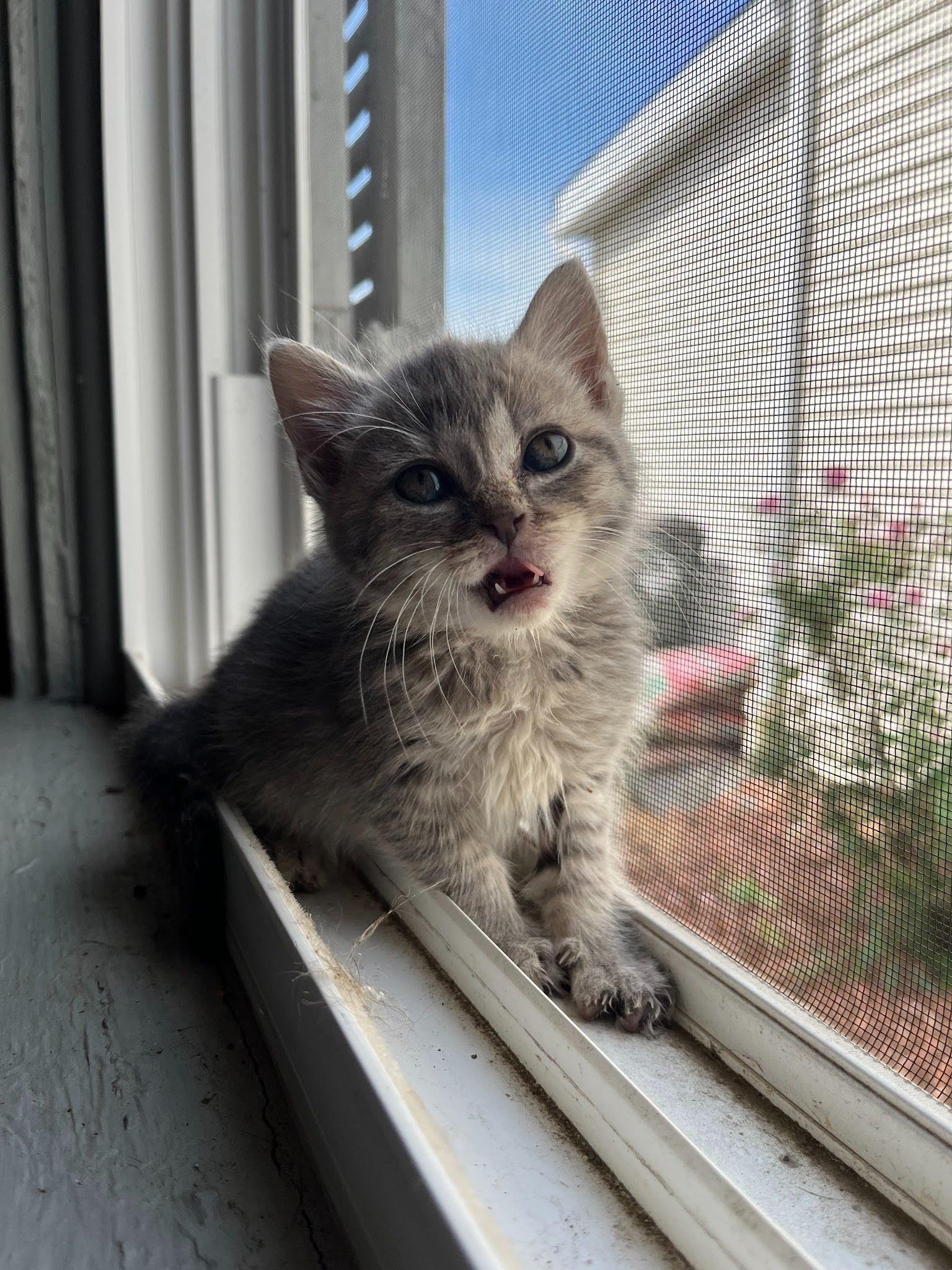 Delphine, Adoptable, Kitten Female Domestic Long Hair.