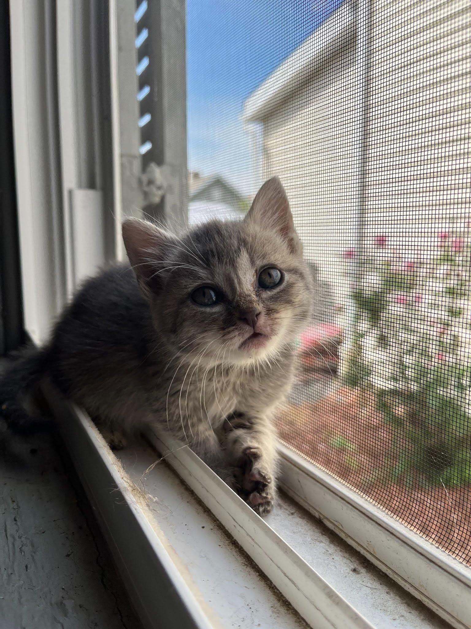 Enlarge Delphine, a Adoptable Domestic Long Hair in Fort Thomas, KY image 3/3