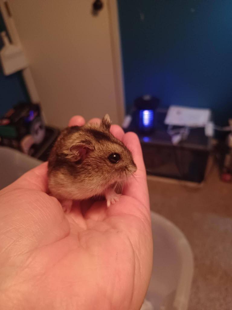 Emerald, Adoptable, Young Female Hamster.