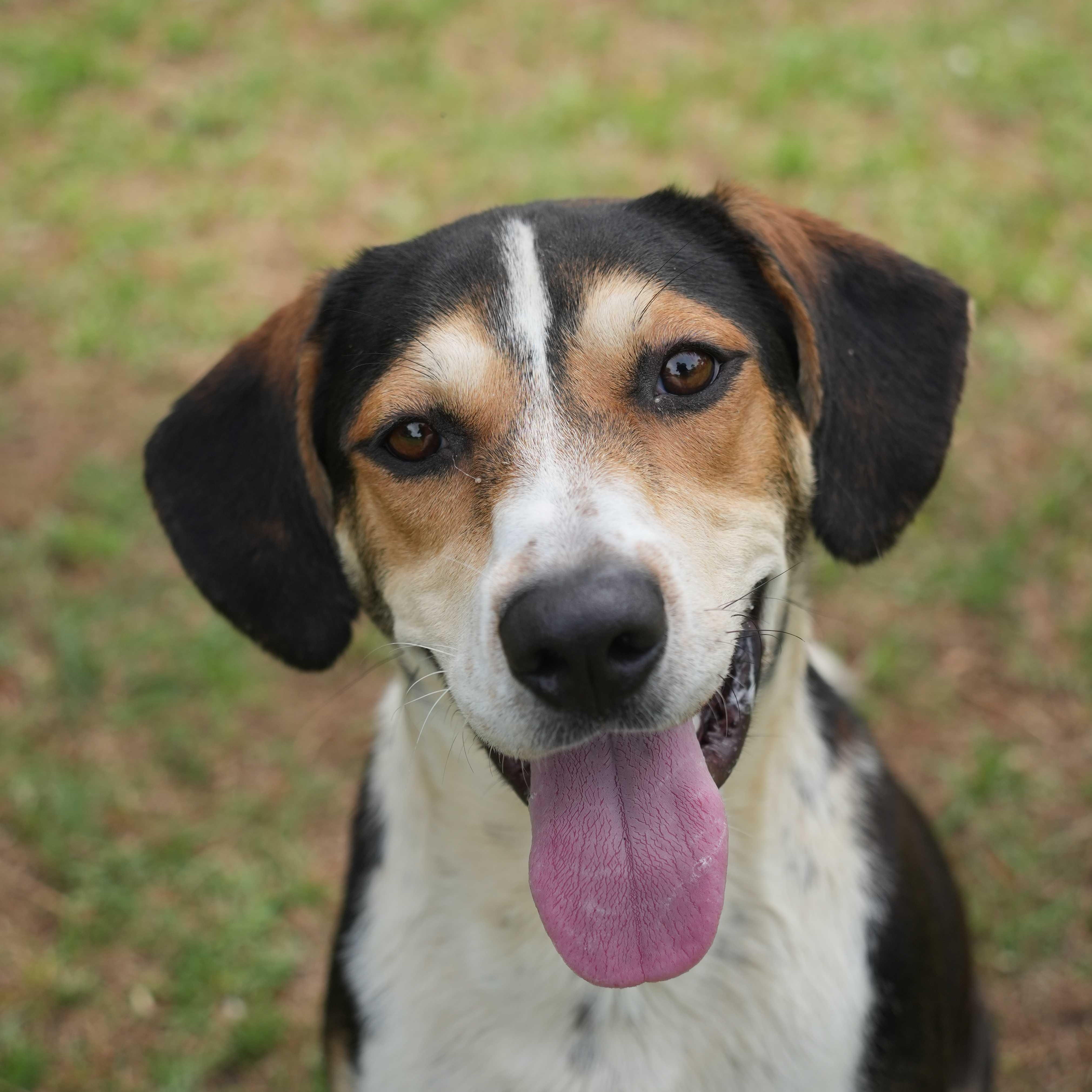 Fred 62850, ADOPTABLE, Adult Male Mixed Breed.