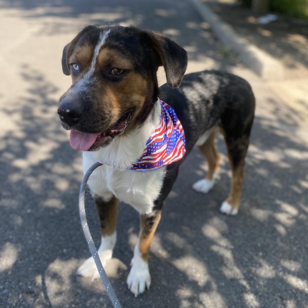Enlarge Newt, a Adoptable mixed breed in Newberg, OR image 1/6