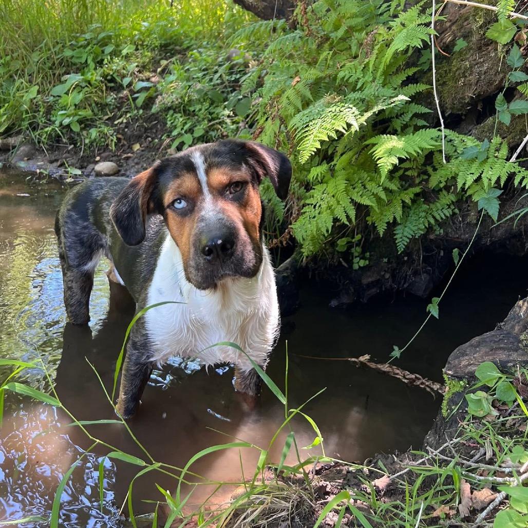 Enlarge Newt, a Adoptable mixed breed in Newberg, OR image 2/6