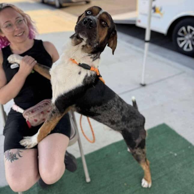 Enlarge Newt, a Adoptable mixed breed in Newberg, OR image 3/6