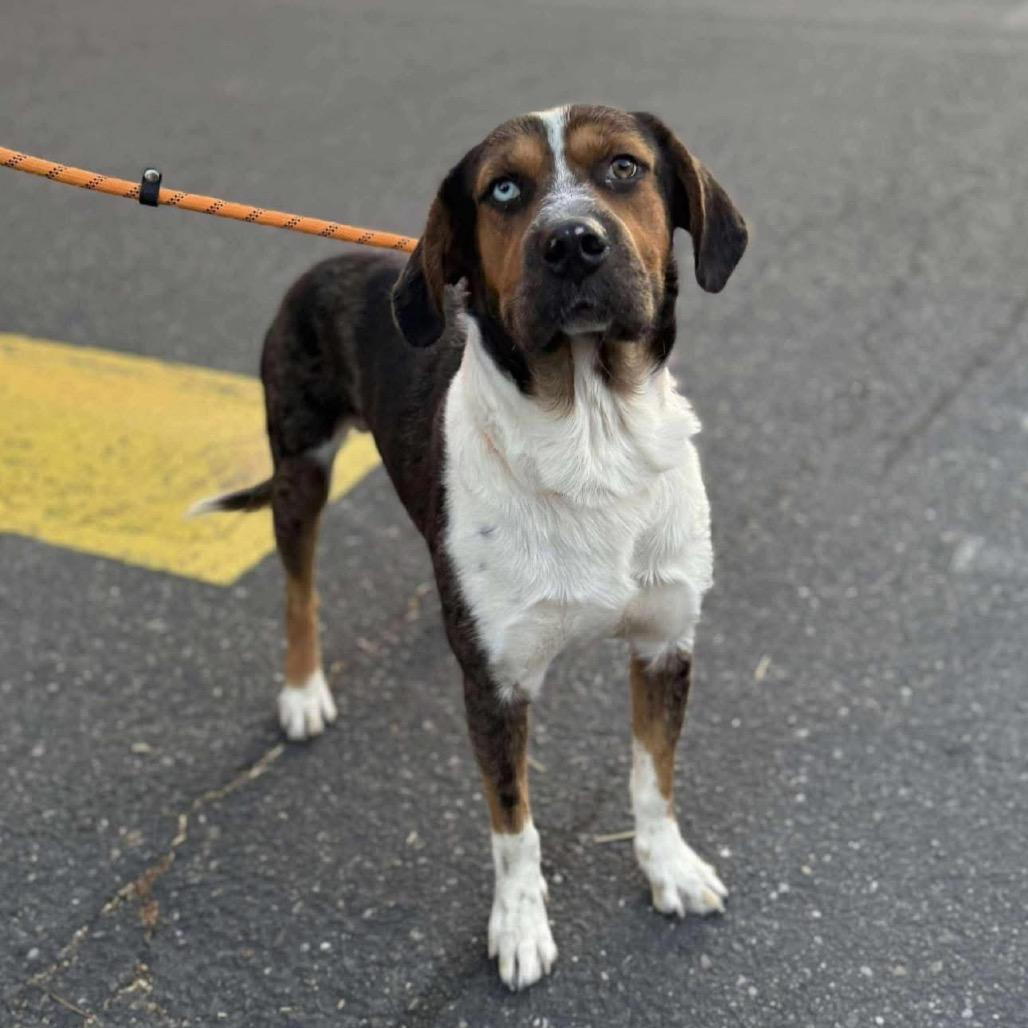 Enlarge Newt, a Adoptable mixed breed in Newberg, OR image 4/6