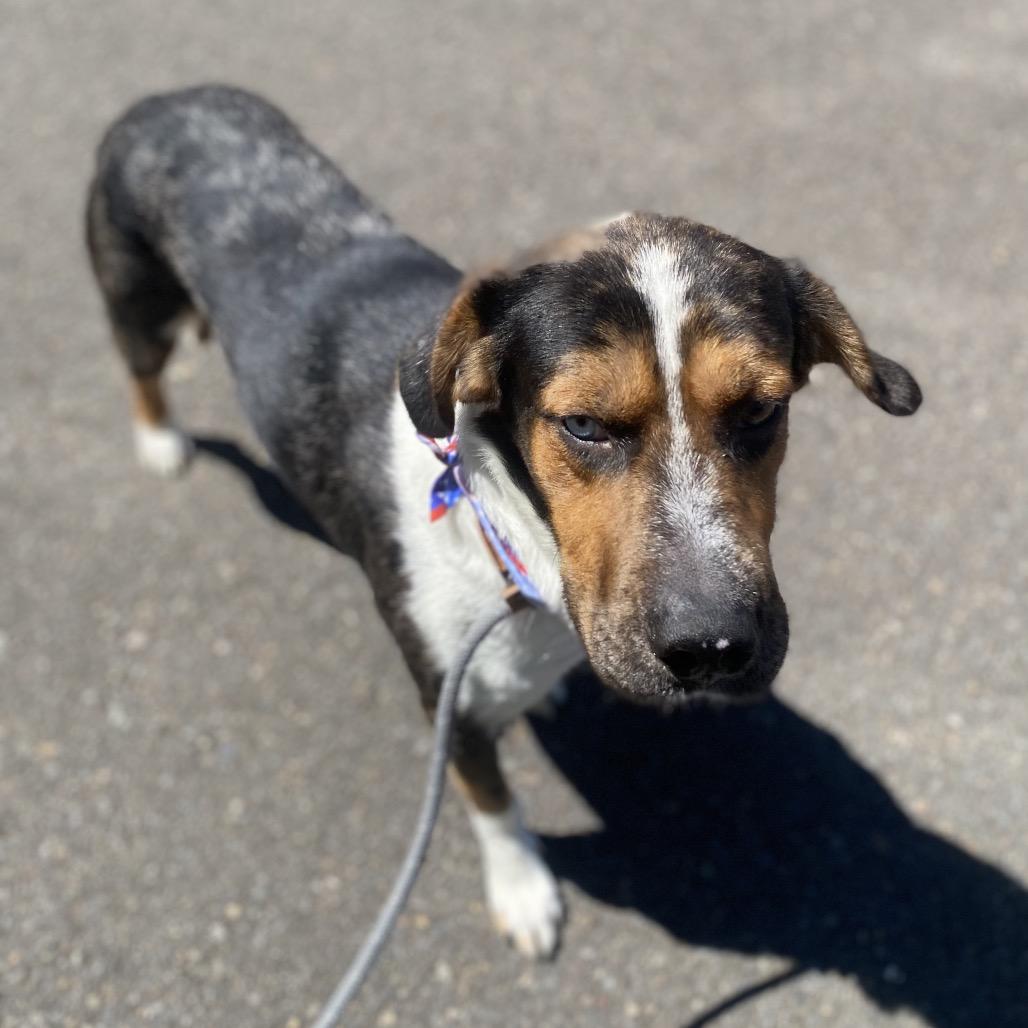Enlarge Newt, a Adoptable mixed breed in Newberg, OR image 6/6