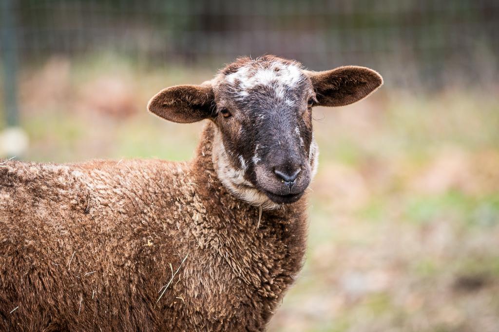 Katahdin Sheep photo 2