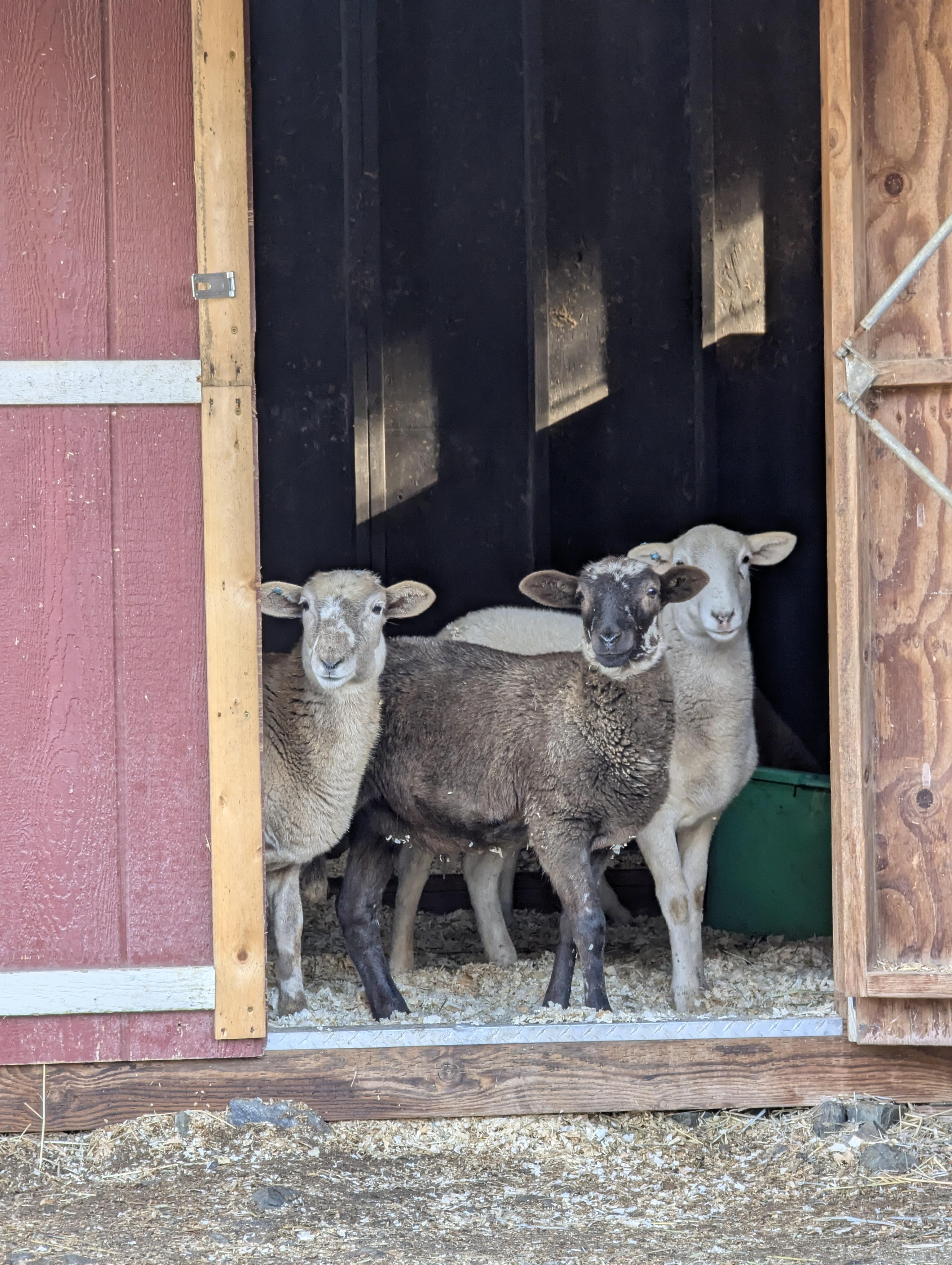 Katahdin Sheep, a Adoptable Sheep in Jacksonville, OR image 3/5