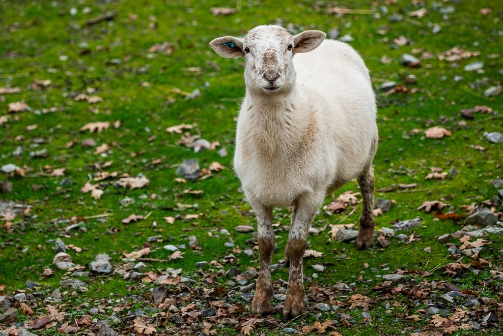 Katahdin Sheep, a Adoptable Sheep in Jacksonville, OR image 4/5