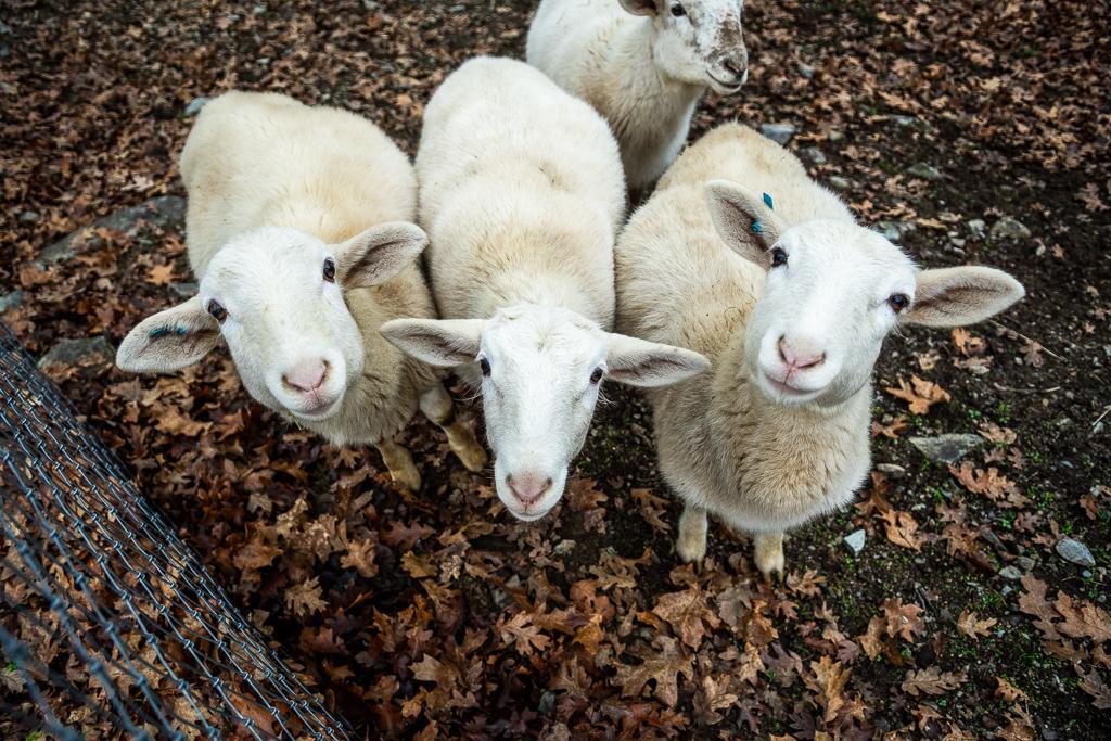 Katahdin Sheep, a Adoptable Sheep in Jacksonville, OR image 1/5