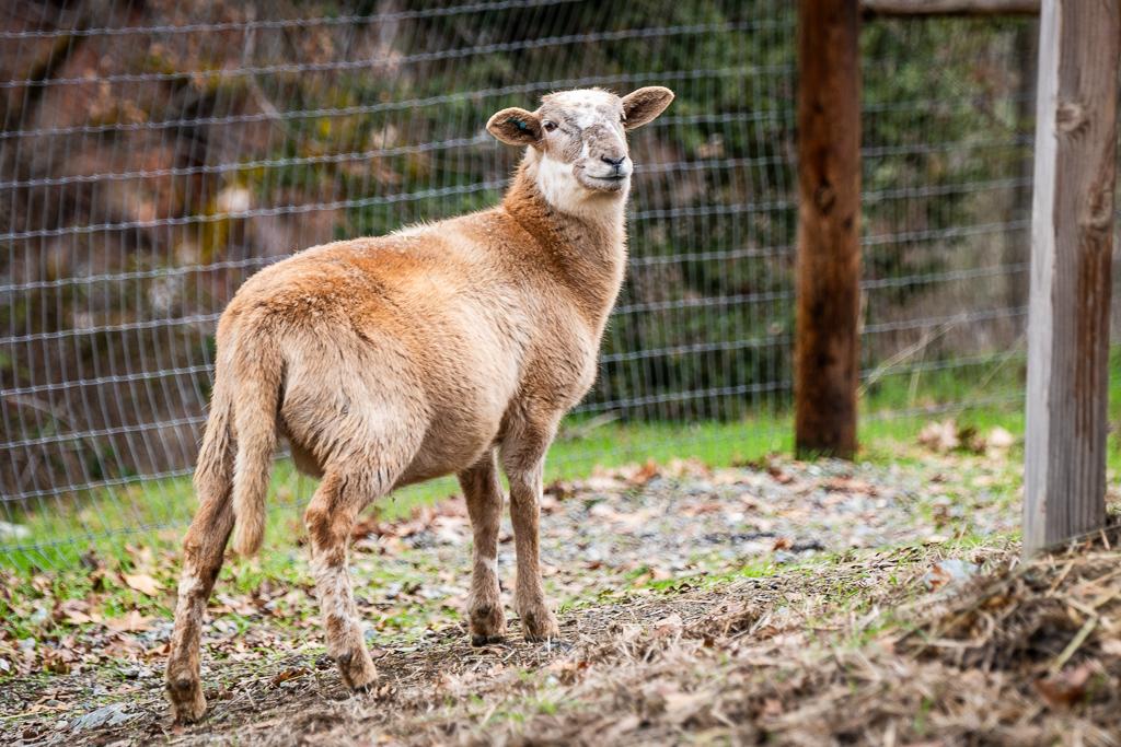 Katahdin Sheep, a Adoptable Sheep in Jacksonville, OR image 5/5