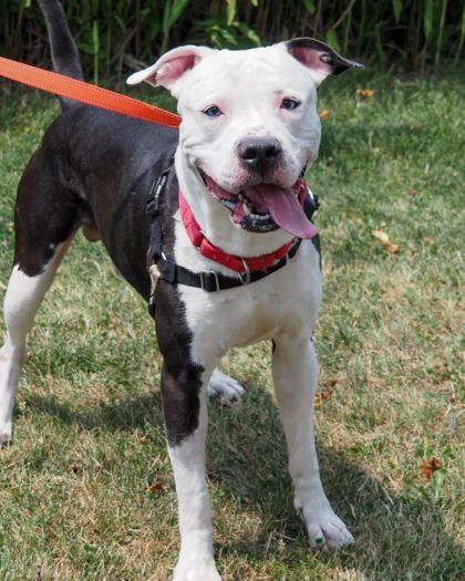 Subwoofer, Adoptable, Adult Male Mixed Breed & Mixed Breed.