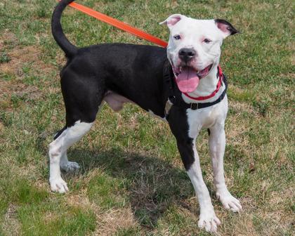 Enlarge Subwoofer, a Adoptable mixed breed in West Seneca, NY image 2/3
