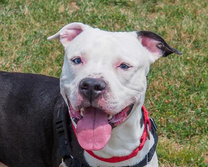 Enlarge Subwoofer, a Adoptable mixed breed in West Seneca, NY image 3/3