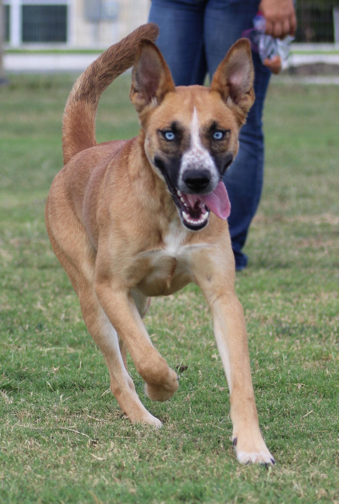 Enlarge Kida Mae, a Adoptable mixed breed in Temple, TX image 3/5