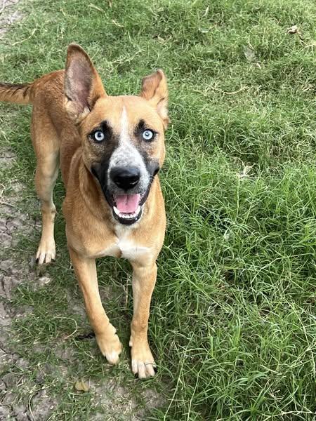 Enlarge Kida Mae, a Adoptable mixed breed in Temple, TX image 5/5