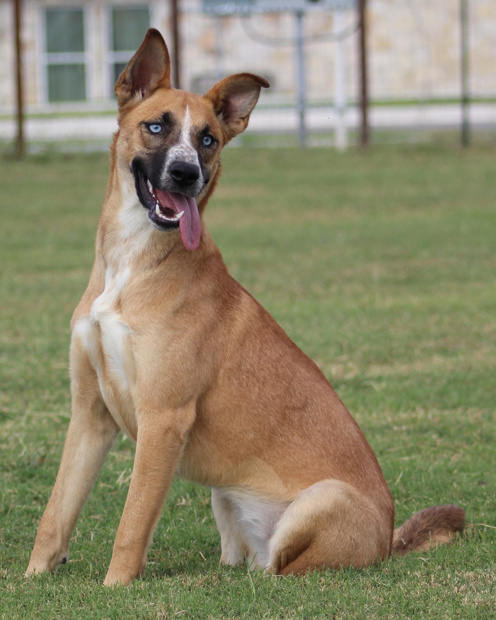 Kida Mae, Adoptable, Young Female Husky & Australian Cattle Dog / Blue Heeler.