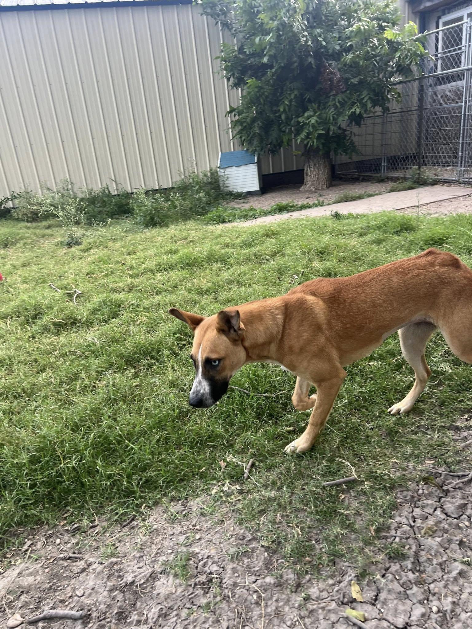 Enlarge Kida Mae, a Adoptable mixed breed in Temple, TX image 4/5