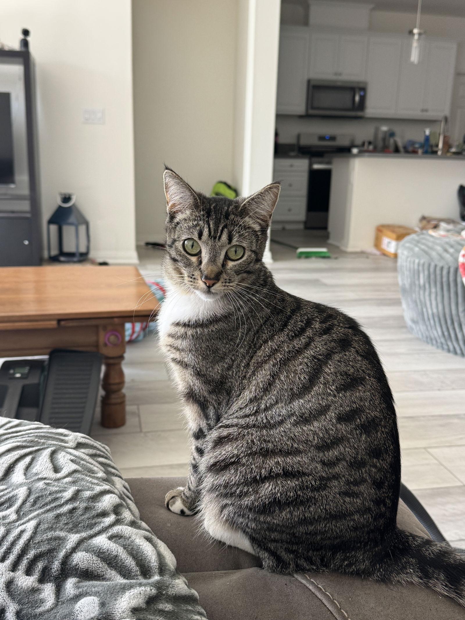Eloise, Adoptable, Adult Female Tabby & Domestic Short Hair.