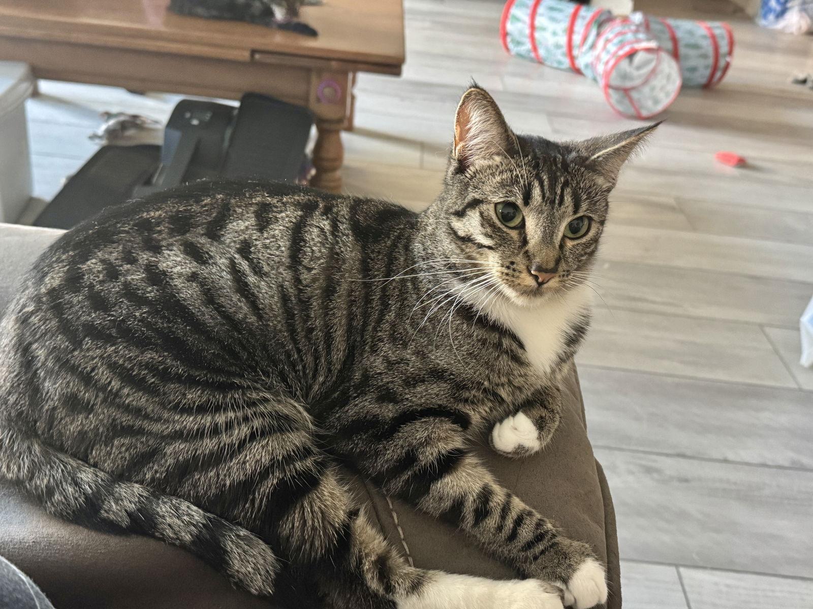 Eloise, a Adoptable mixed breed in Laguna Niguel, CA image 3/3