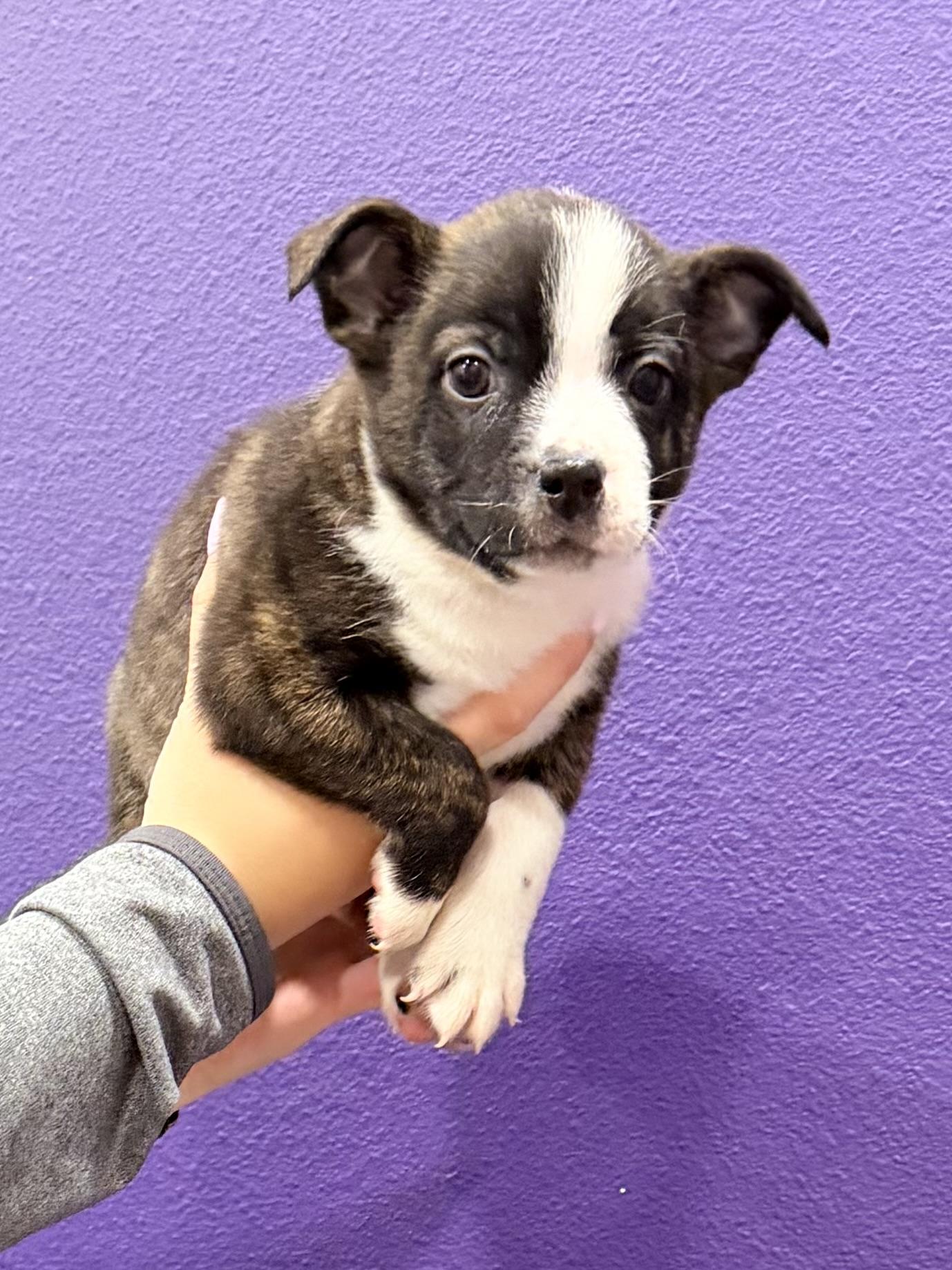 Bingo, ADOPTABLE, Puppy Male Boston Terrier & Australian Cattle Dog / Blue Heeler.