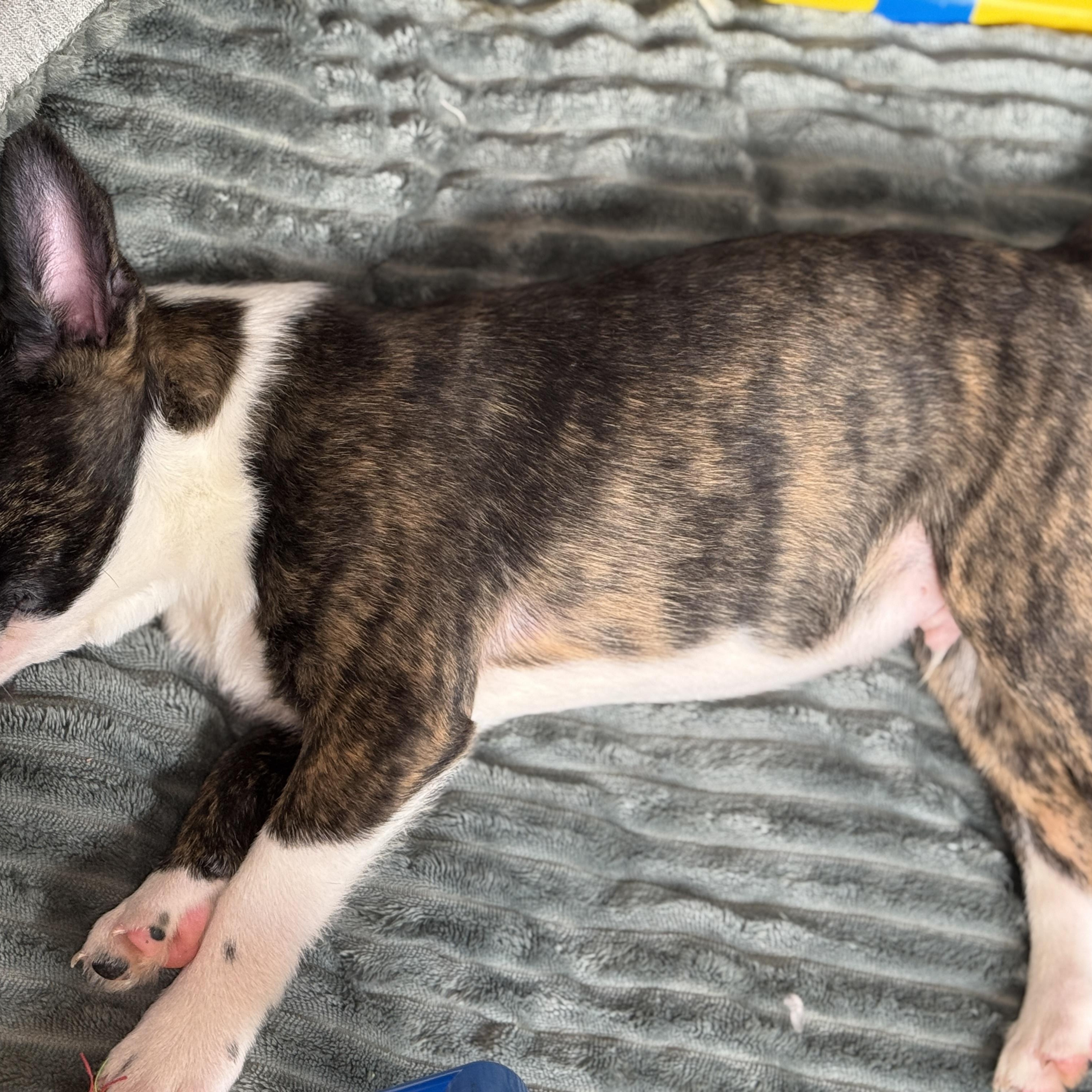 Bingo, a ADOPTABLE mixed breed in Baker, LA image 5/5