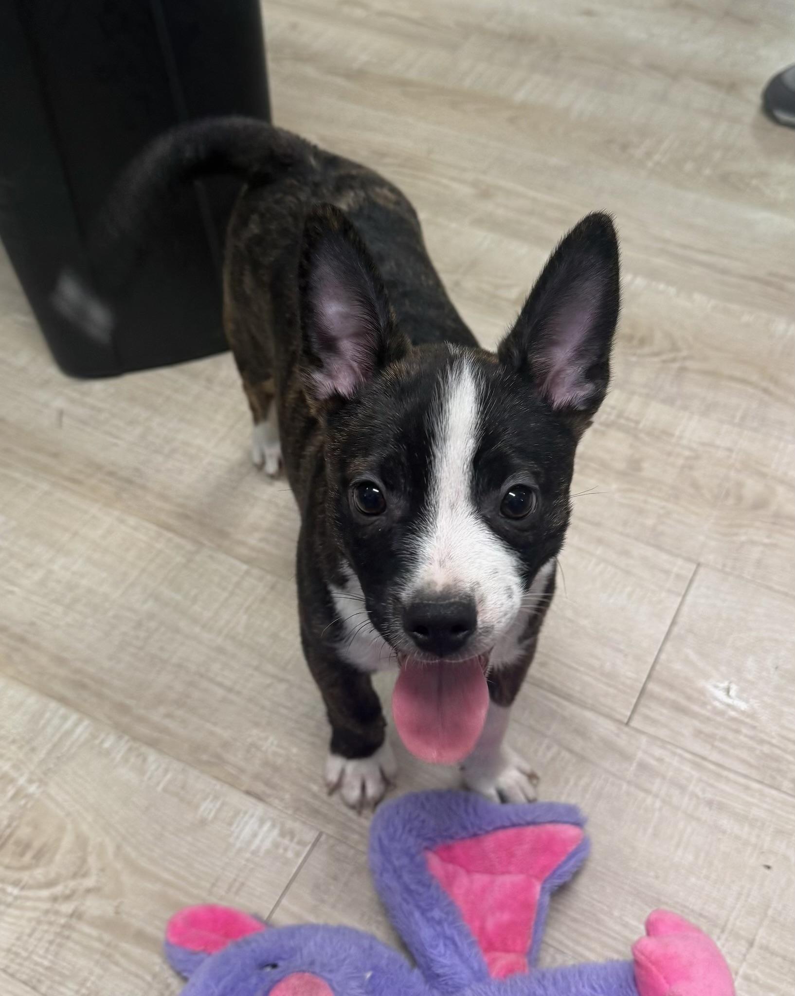 Bingo, a ADOPTABLE mixed breed in Baker, LA image 2/5