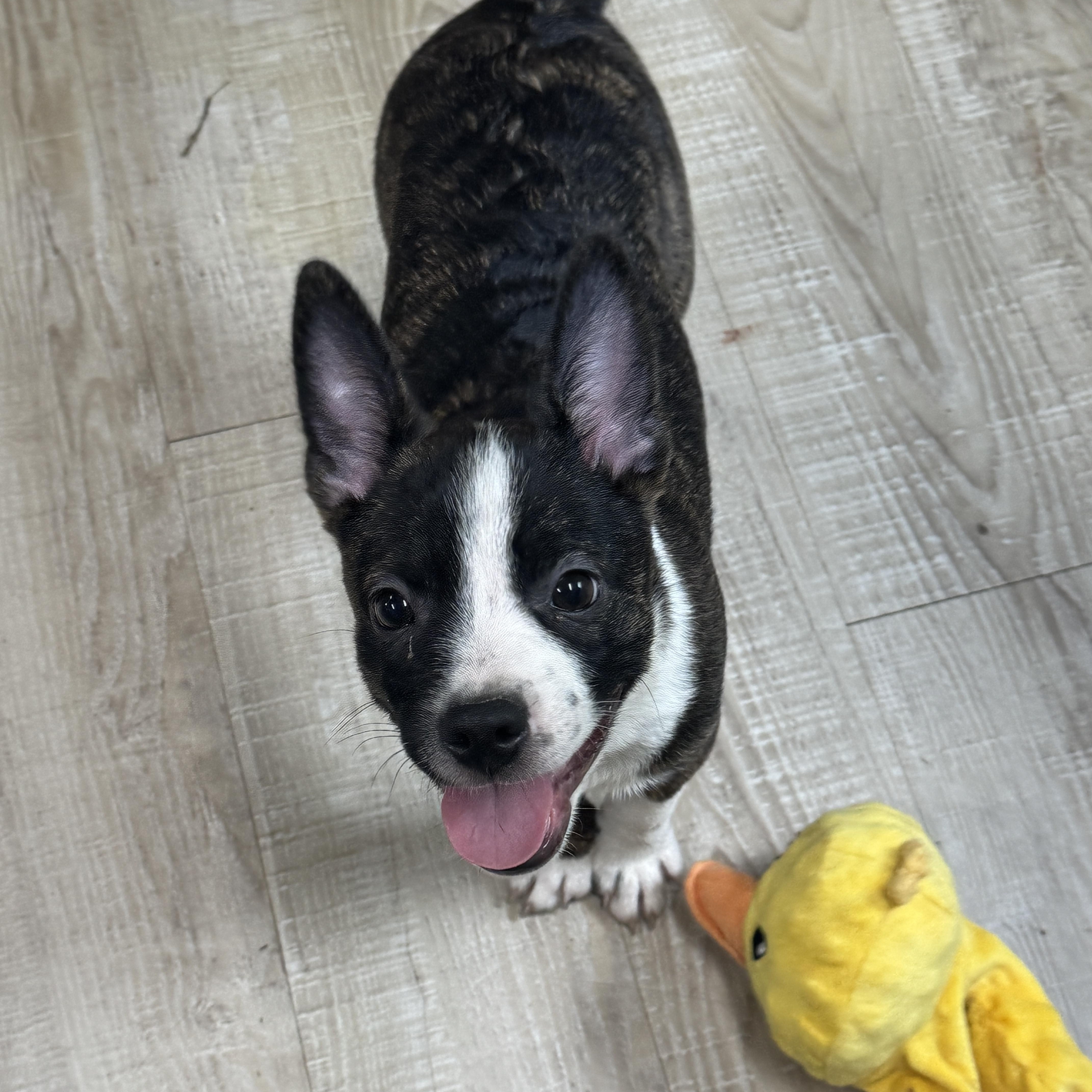 Bingo, ADOPTABLE, Puppy Male Boston Terrier & Australian Cattle Dog / Blue Heeler.