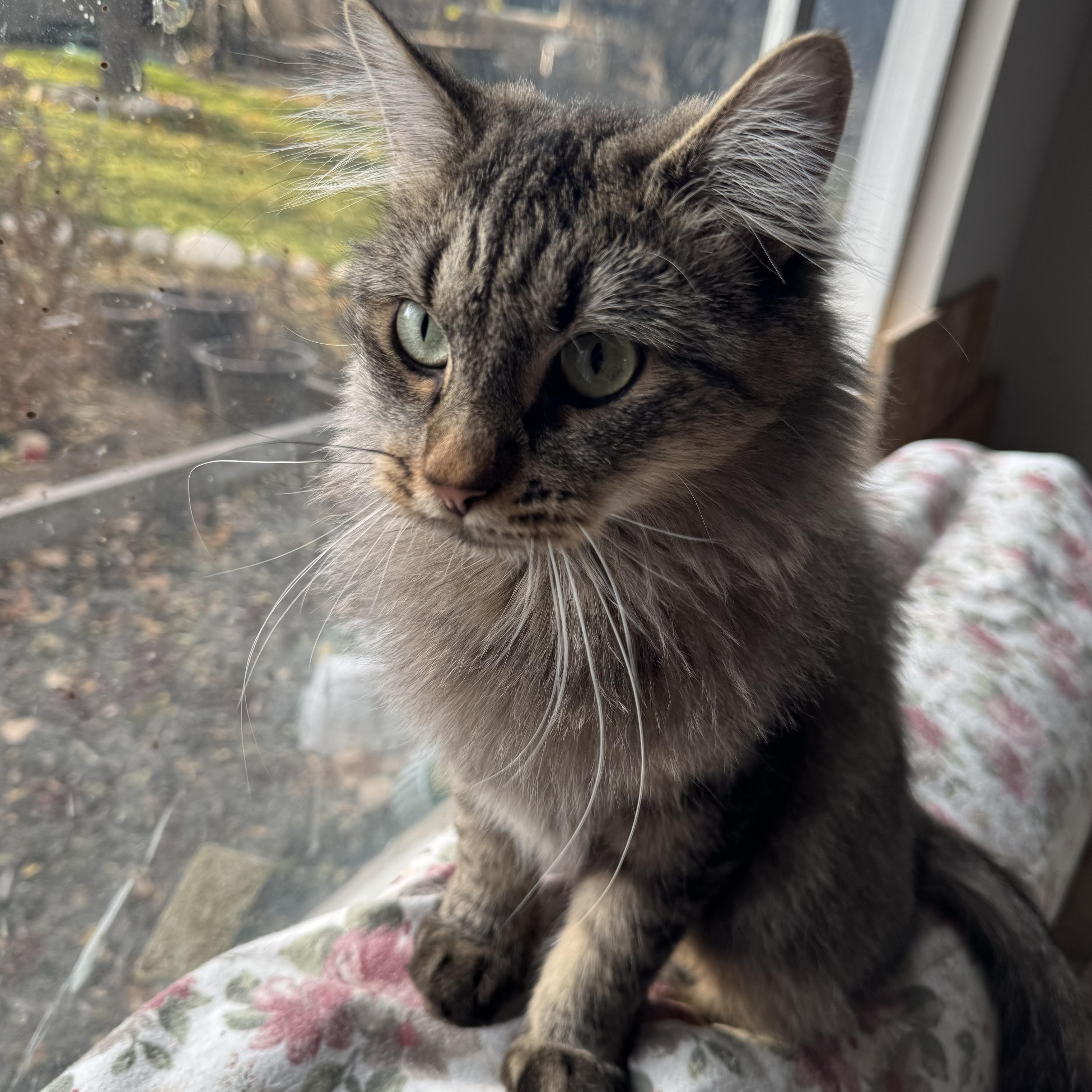 Cremini, Adoptable, Adult Female Domestic Long Hair & Tabby.