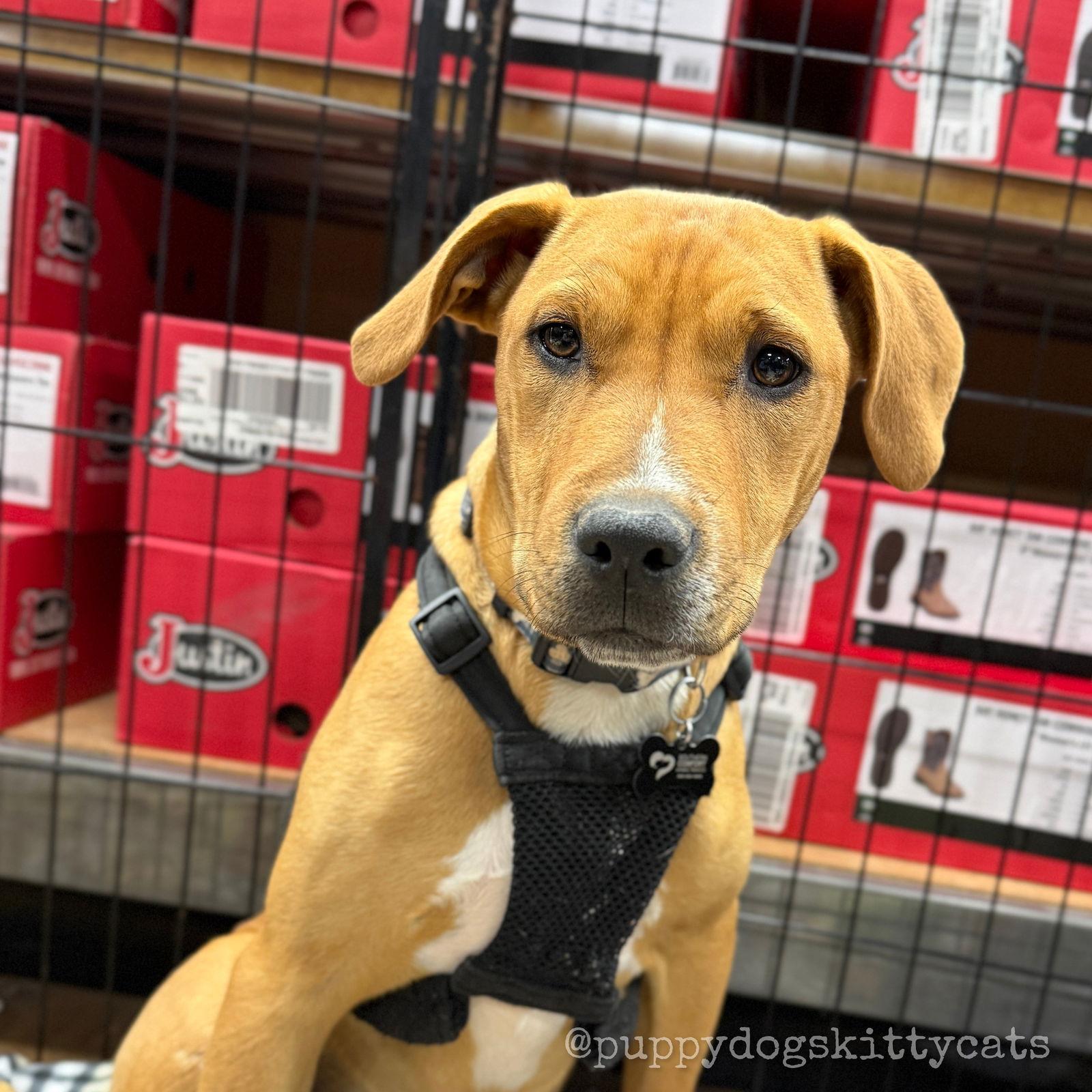 Stewart, Adoptable, Young Male Labrador Retriever & American Bulldog.