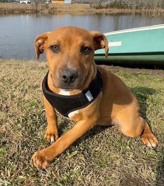 Enlarge Stewart, a Adoptable mixed breed in Tarrytown, GA image 2/3