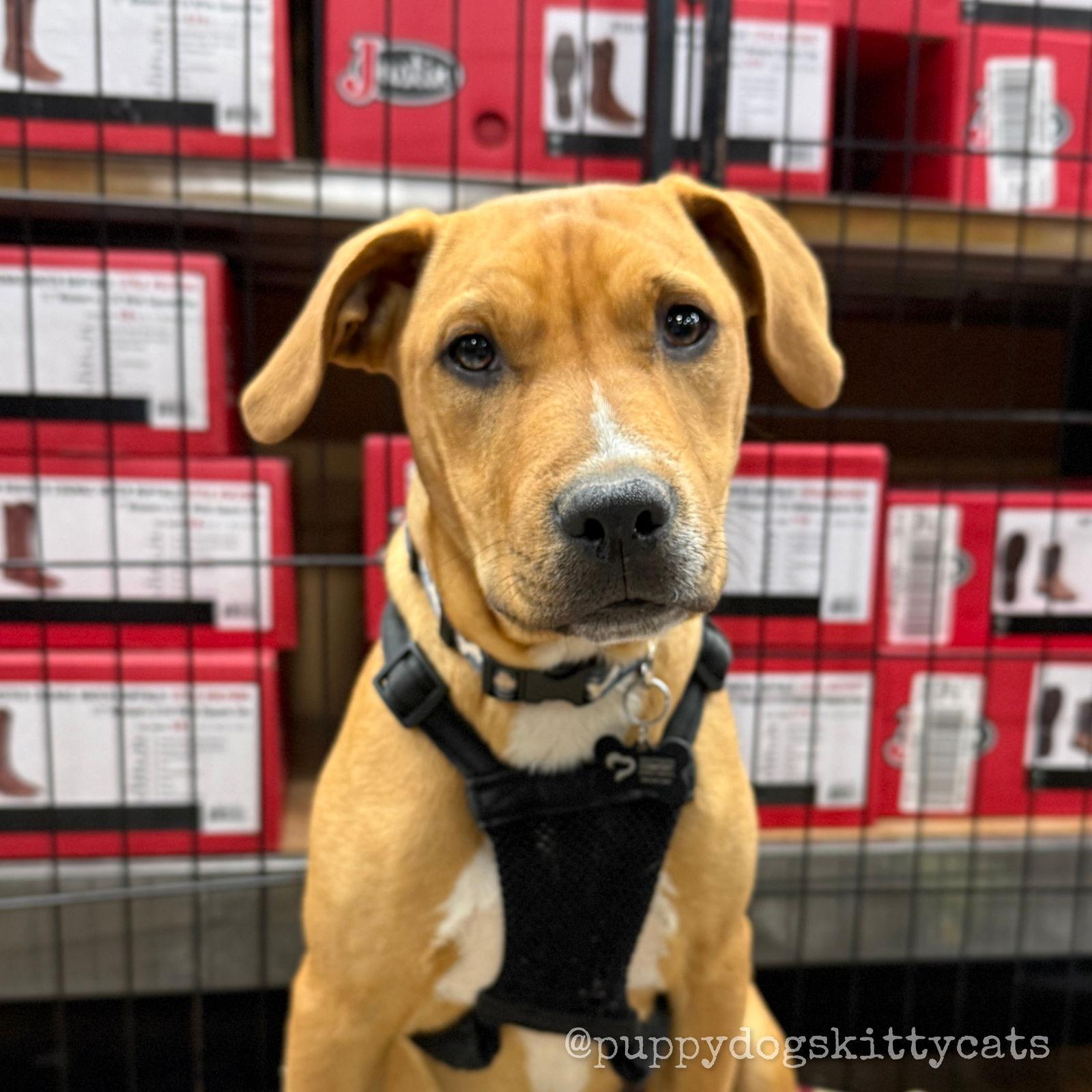 Enlarge Stewart, a Adoptable mixed breed in Tarrytown, GA image 3/3