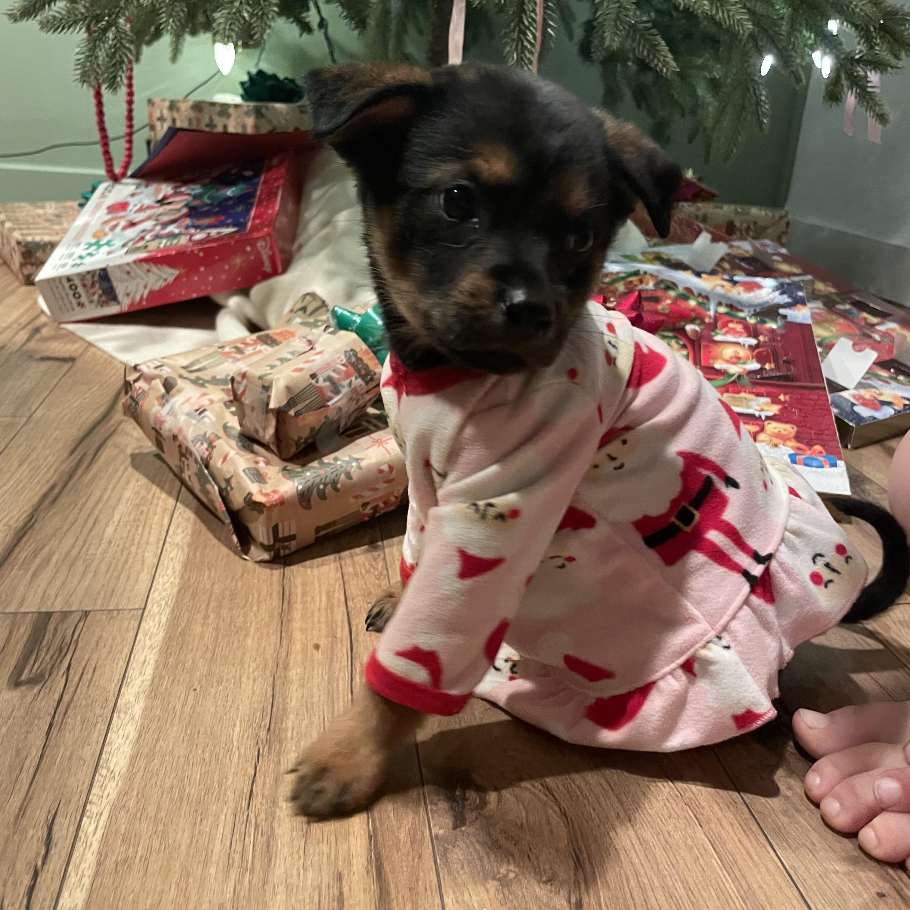 Winky, ADOPTABLE, Puppy Female German Shepherd Dog & Labrador Retriever.